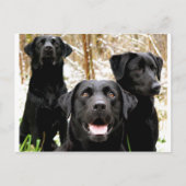 Carte Postale groupe de laboratoires noirs (Devant)