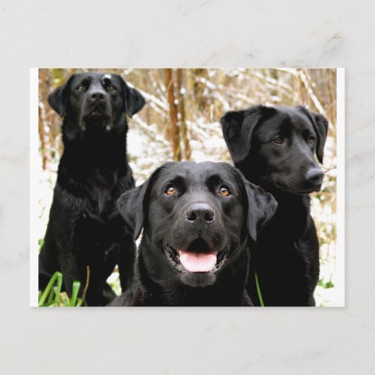 Carte Postale groupe de laboratoires noirs (Devant)