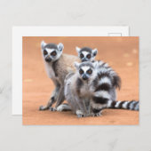 Carte Postale Groupe de lémuriens à cordon (Devant / Derrière)