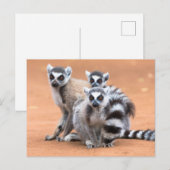 Carte Postale Groupe de lémuriens à queue annelée (Devant / Derrière)