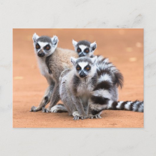 Carte Postale Groupe de lémuriens à queue annelée (Devant)