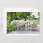 Carte Postale Groupe de moutons et d'agneaux blancs sur route da (Devant / Derrière)
