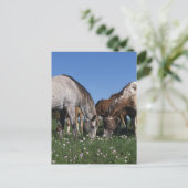 Carte Postale Groupe de pâturage de chevaux d'Appaloosa (Debout devant)