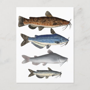 Carte Postale Groupe de poissons de l'Amérique du Nord