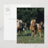 Carte Postale Groupe de poulains miniatures (Devant / Derrière)