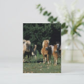 Carte Postale Groupe de poulains miniatures (Debout devant)