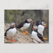 Carte Postale Groupe de Puffins (Devant)