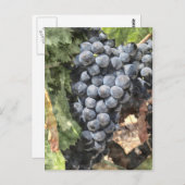 Carte Postale Groupe de raisins (Devant / Derrière)