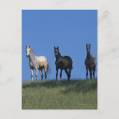 Carte Postale Groupe des Arabes (Devant)