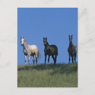 Carte Postale Groupe des Arabes