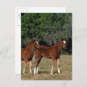 Carte Postale Groupe des poulains de Thoroughbred (Devant / Derrière)