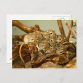 Carte Postale Groupe mongol Gerbils Meriones Unguiculatus (Devant / Derrière)