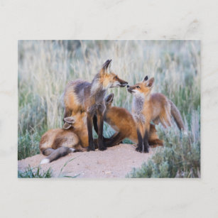 Carte Postale Groupe Red Fox Kits avec Mother