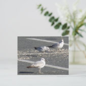 Carte Postale Groupe Seagull (Debout devant)