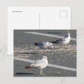 Carte Postale Groupe Seagull (Devant / Derrière)
