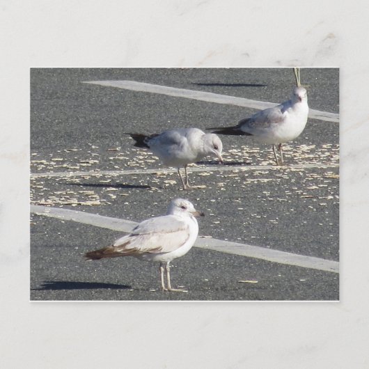 Carte Postale Groupe Seagull (Devant)