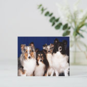 Carte Postale Groupe Sheltie (Debout devant)