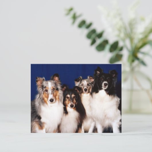 Carte Postale Groupe Sheltie (Debout devant)