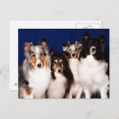 Carte Postale Groupe Sheltie (Devant / Derrière)