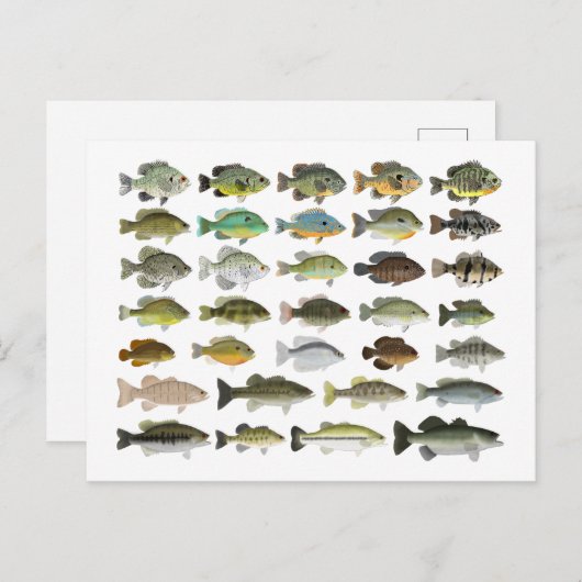 Carte Postale Groupe Sunfish de l'Amérique du Nord (Devant / Derrière)