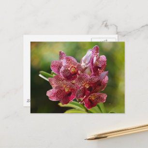 Carte Postale Groupe Tropical Vanda Orchid