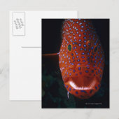 Carte Postale Groupement de bijoux, Cephalopholis miniata (Devant / Derrière)