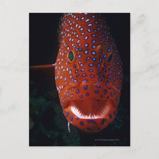 Carte Postale Groupement de bijoux, Cephalopholis miniata (Devant)