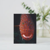 Carte Postale Groupement de bijoux, Cephalopholis miniata (Debout devant)