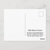 Carte Postale Groupement d'épinette mâle (Dos)