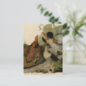 Carte Postale Groupement rouffé par John Audubon (Debout devant)