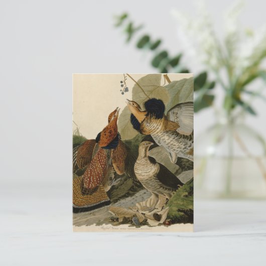 Carte Postale Groupement rouffé par John Audubon (Debout devant)