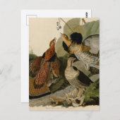 Carte Postale Groupement rouffé par John Audubon (Devant / Derrière)