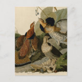 Carte Postale Groupement rouffé par John Audubon (Devant)
