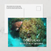 Carte Postale Groupement rouge en Corail, Réserve écologique de  (Devant / Derrière)