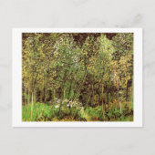 Carte Postale Grove, Van Gogh (Devant)