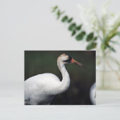 Carte Postale Grue blanche (Debout devant)