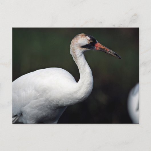 Carte Postale Grue blanche (Devant)