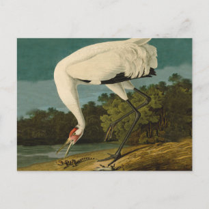 Carte Postale Grue blanche Audubon Peinture d'oiseaux