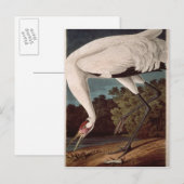 Carte Postale Grue blanche, de 'Birds of America' (Devant / Derrière)
