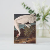 Carte Postale Grue blanche, de 'Birds of America' (Debout devant)