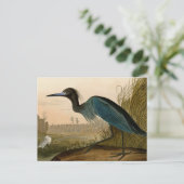 Carte Postale Grue Bleue Heron Audubon Peinture (Debout devant)