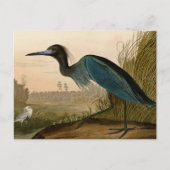 Carte Postale Grue Bleue Heron Audubon Peinture (Devant)