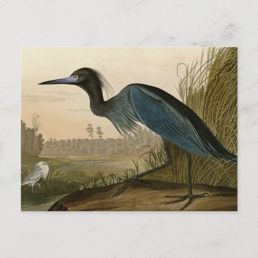 Carte Postale Grue Bleue Heron Audubon Peinture (Devant)