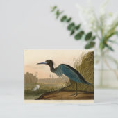Carte Postale Grue Bleue Heron Audubon Peinture (Debout devant)