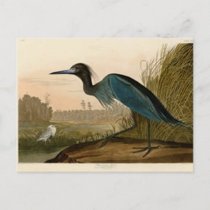 Carte Postale Grue Bleue Heron Audubon Peinture