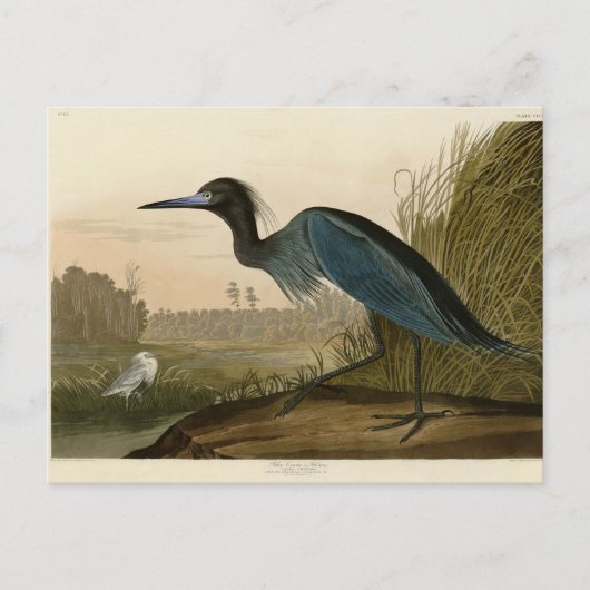 Carte Postale Grue Bleue Heron Audubon Peinture (Devant)