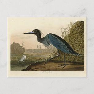 Carte Postale Grue bleue, Heron, d'Audubon's Birds of America
