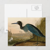 Carte Postale Grue bleue Héron Impression Audubon Art côtier (Devant / Derrière)