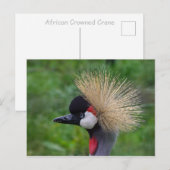 Carte Postale Grue couronnée (Devant / Derrière)