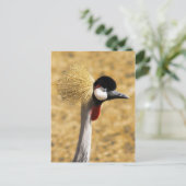 Carte postale Grue Couronnée d'Afrique de l'Est (Debout devant)